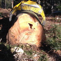 Holzschlägerungen von Peter Moser Holzvermittlung