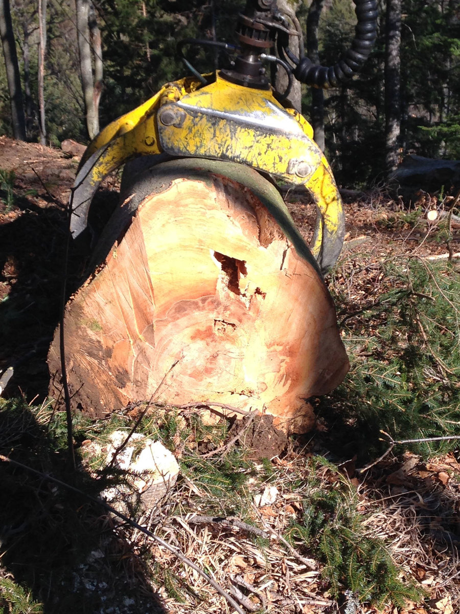 Holzschlägerungen von Peter Moser Holzvermittlung