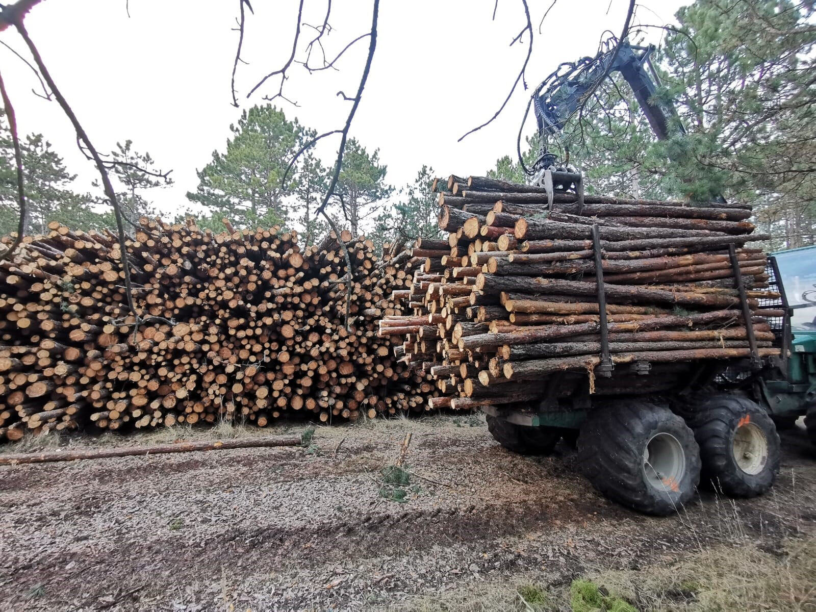 Holzvermarktung von Peter Moser Holzvermittlung